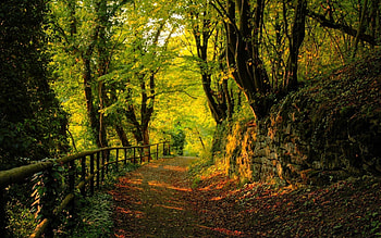 Nature, Trees, Stones, Autumn, Leaves, Forest, Path, Trail HD wallpaper