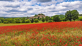 Red, Poppies, Flowers, Field, Trees, Buildings, Bushes, Clouds, Sky Nature HD wallpaper