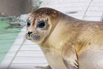 Animals, Muzzle, Eyes, Sea Lion HD wallpaper