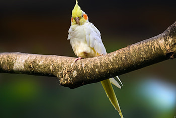 Cockatiel bird, Feathered friend, Bird species, Avian beauty HD wallpaper