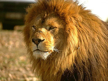 Lion, africa, animal, wildlife, feline HD wallpaper