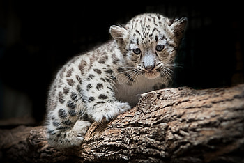 Snow Leopard, HQ , 2019 HD wallpaper