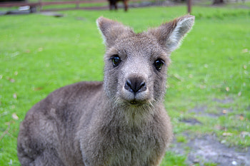 Animals, Kangaroo, Muzzle, Nice, Sweetheart HD wallpaper