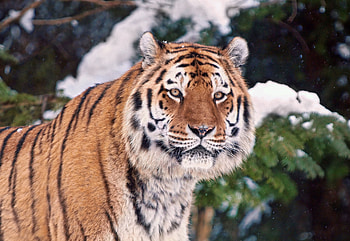 Animals, Trees, Snow, Muzzle, Tiger HD wallpaper