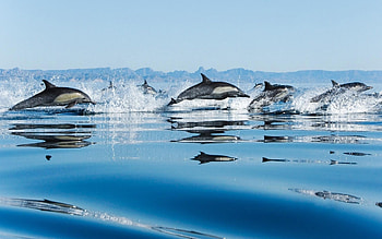 Animals, Dolfins HD wallpaper