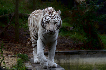 Animals, Predator, Big Cat, Tiger, White Tiger HD wallpaper
