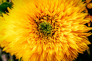 Flowers, Chrysanthemum, Petals, Bud HD wallpaper