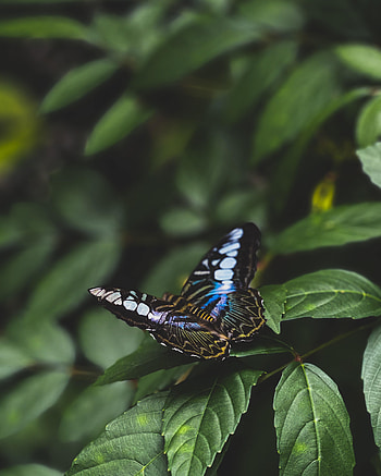 Leaves, Macro, Multicolored, Motley, Insect, Butterfly HD phone wallpaper