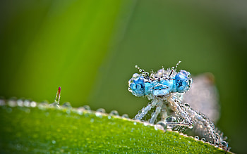 Macro, Insect, Hoarfrost, Frost, Dragonfly HD wallpaper