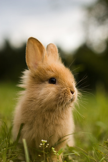 Mobile rabbit , High-definition backgrounds, Bunny charm on the go, beauty HD phone wallpaper