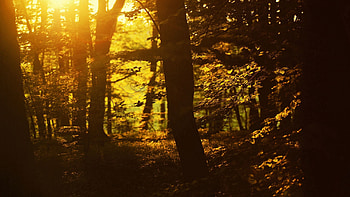 Nature, Trees, Sun, Shine, Light, Outlines HD wallpaper