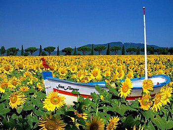 Sunflowers field, boat, golden, bird, fishing, meadow, beautiful, nice, sunflowers, field, green, yellow, flowers, sky, lovely HD wallpaper