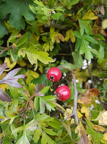 Protecting your pet, Toxic plants, Bauwow social petwork, Nature HD phone wallpaper