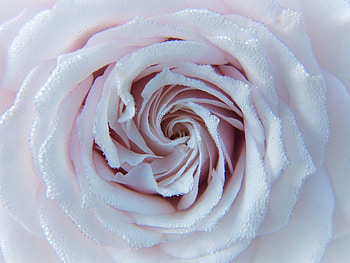 Drops, Macro, Rose Flower, Rose, Close-Up, Tenderness HD wallpaper