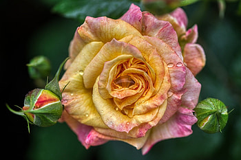 Rose, Closeup, Flower, Drops HD wallpaper