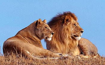 Animals, Lions HD wallpaper