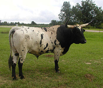 texes long horn bull, horns, hooves, male cow, bull riding, anger HD wallpaper