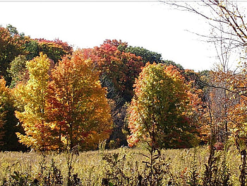 Autumn, season, field, tree HD wallpaper
