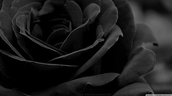 from http://wide.com//black_rose_3--.jpg. | BLACK ROSES AND HEART | Pinterest | Black roses HD wallpaper