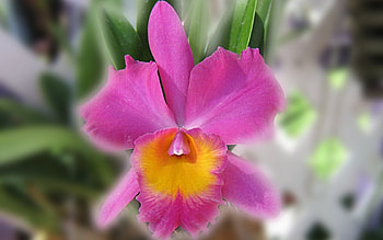 Orchid, , nature, flowers HD wallpaper