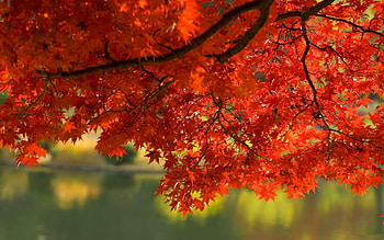 Autumn, Lake, Branch, Leaves, Tree HD wallpaper