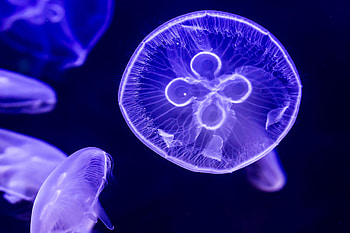 Moon Jellyfish, animal, jellyfish, moon, ocean HD wallpaper