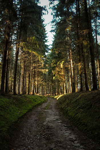 Sunlit forest path surrounded by tall coniferous trees in Rheinsberg, perfect for hiking and nature exploration. HD phone wallpaper