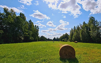 Mowed Meadow, trees, clouds, Latvia, meadow HD wallpaper