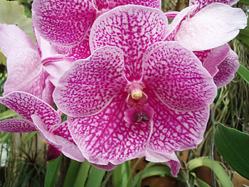 Plants, Flowers, Violet HD wallpaper