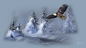 Eagle Pride Winter, winter, creek, eagle, bird, cold, Firefox theme, snow, drifts, mountains HD wallpaper