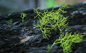 Grass, Macro, Wood, Tree, Wet, Bark, Humid HD wallpaper