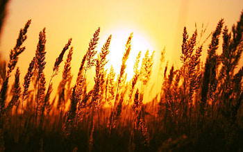 Nature, Sunset, Sun, Evening, Ears, Spikes, Wind HD wallpaper