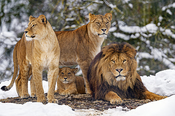 Animals, Lions, Predators, Brown, Wildlife HD wallpaper