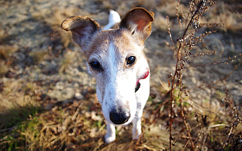 Animals, Dog, Muzzle, Foliage, Nose HD wallpaper