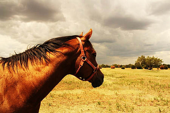 Horse Looking Into The Distance, grt, g, gw, rtg, gtr, fd, gt HD wallpaper