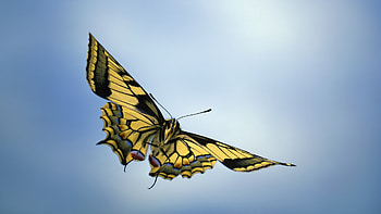 Butterflies, Insects HD wallpaper