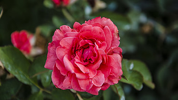 Flower ultra, , Floral enchantment, Nature's treasure HD wallpaper