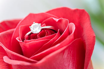 Close-up of a silver engagement ring set elegantly in a vibrant red rose. HD wallpaper