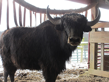 Livestock diversification, Farming with yaks, Agricultural innovation, Sustainable practices HD wallpaper