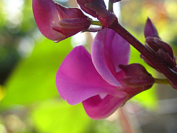 Macro, Petals, Brightly, Handsomely, It's Beautiful HD wallpaper