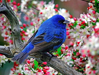 Animals, Birds HD wallpaper