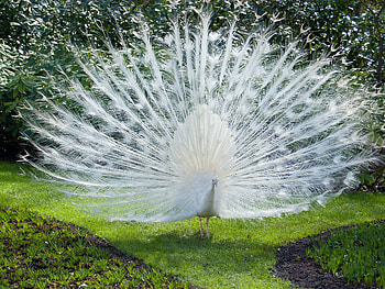 Animals, Bird, Peacock HD wallpaper