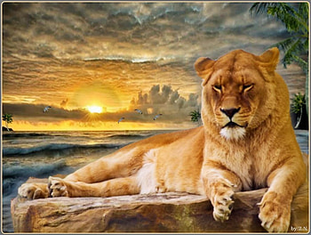 Leo, the lion * For Lioness (Patrice), animal, lion, wild, predator, sunset HD wallpaper