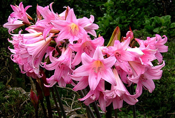 Flowers, Flower Bed, Flowerbed, Disbanded, Loose, Amaryllis, Amarillis HD wallpaper