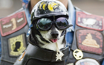 Animals, Dog, Muzzle, Helmet, Glasses, Spectacles HD wallpaper