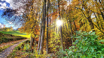 Gold Autumn in a Sunny Forest, sunshine, sunrise, leaves, clearsky, green, trees, autumn, nature, forest HD wallpaper