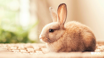 rabbit , High-definition rabbits, Ultra backgrounds, Stunning visuals HD wallpaper