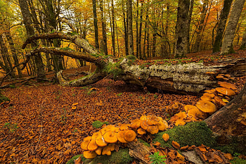 Mushrooms and Downed Tree in Autumn Forest, Mushrooms, nature, Autumn Forest, and Downed Tree in HD wallpaper