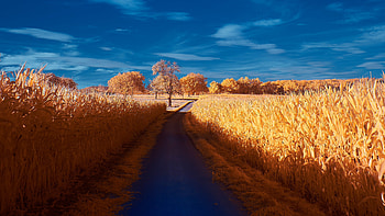 Road through wheat farm, autumn, nature HD wallpaper
