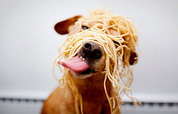 Funny dog, fun, animals, pets, dogs, , eating, funny, nature HD wallpaper
